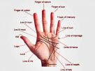 Palmistry and Career